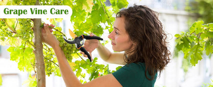 JD FRESH 8 Inch Heavy Duty Gardening Scissor